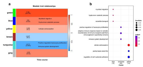 成都生物研究所在蠑螈肢體再生早期的遺傳機制探究中取得進展
