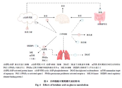 白樺酯酸及其衍生物的生物活性及作用機制研究進展
